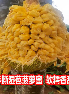 湿包菠萝蜜应季热带水果广西湿苞菠萝蜜软糯手撕木菠萝蜜产地直发