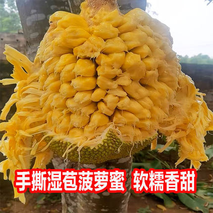 湿包菠萝蜜应季热带水果广西湿苞菠萝蜜软糯手撕木菠萝蜜产地直发