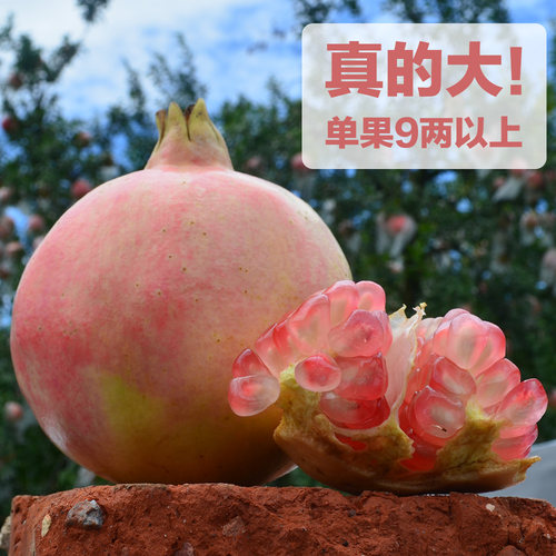 单果约1斤特大果云南蒙自甜石榴