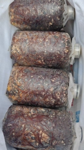 黄豆菌天麻菌种天麻蒴果种植天麻种子厂家生产正品量大从优