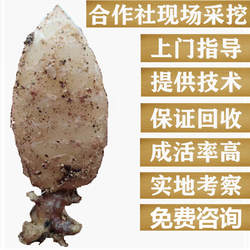 天麻种子/乌红天麻种籽/天麻种苗/天麻种麻//天麻种植