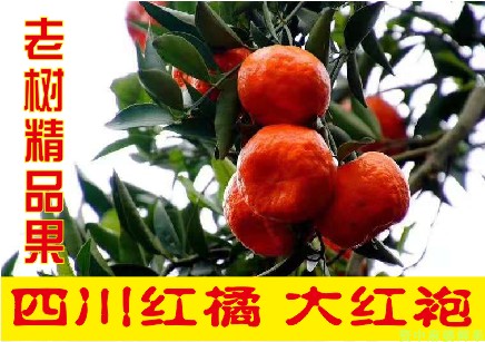 四川大红袍橘子8斤桔子现摘孕妇儿童新鲜水果陈皮原料川红橘包邮