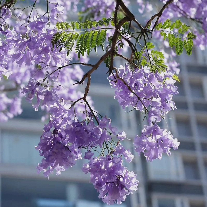 蓝花楹木本植物阳台庭院春季