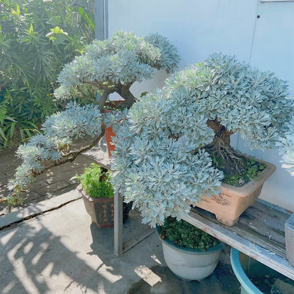 芙蓉菊盆栽雪艾花苗阳台庭院多年生木本银色观叶植物带原土发货