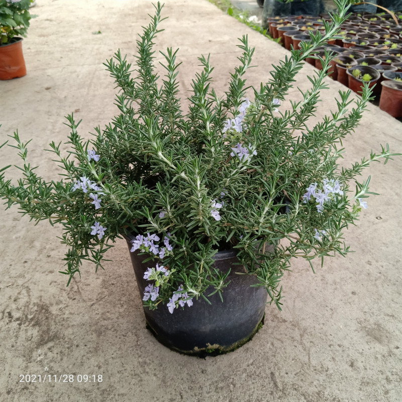 芳香植物阳台庭院多年生图片