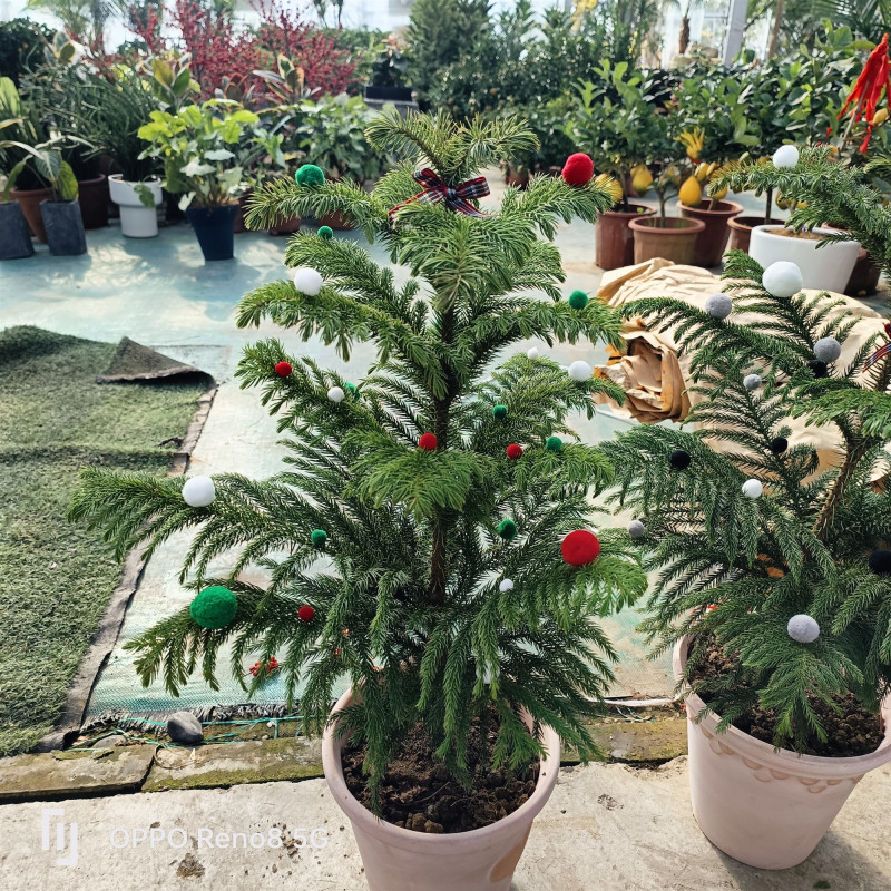 南洋杉阳台庭院客厅观赏植物