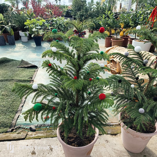 南洋杉盆栽圣诞树阳台庭院客厅多年生常绿木本观叶植物带原土发