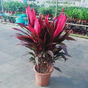 朱蕉盆栽红叶朱蕉苗可水培红铁树庭院办公室室内绿植多年生包邮