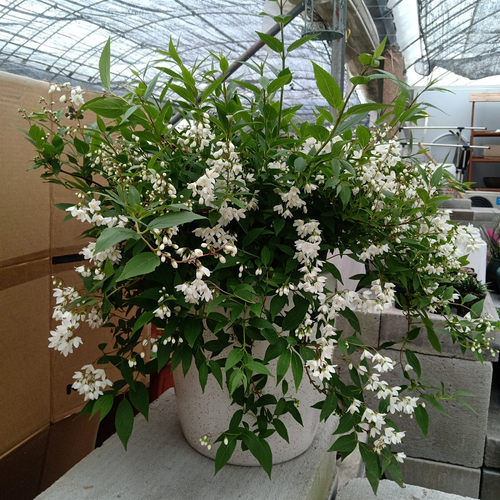 阳台庭院花镜溲疏木本植物