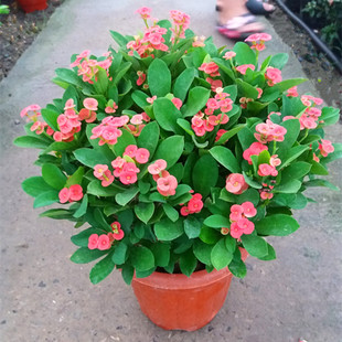 虎刺梅铁海棠麒麟花绿植盆栽阳台庭院多年生木本植物花期长包邮