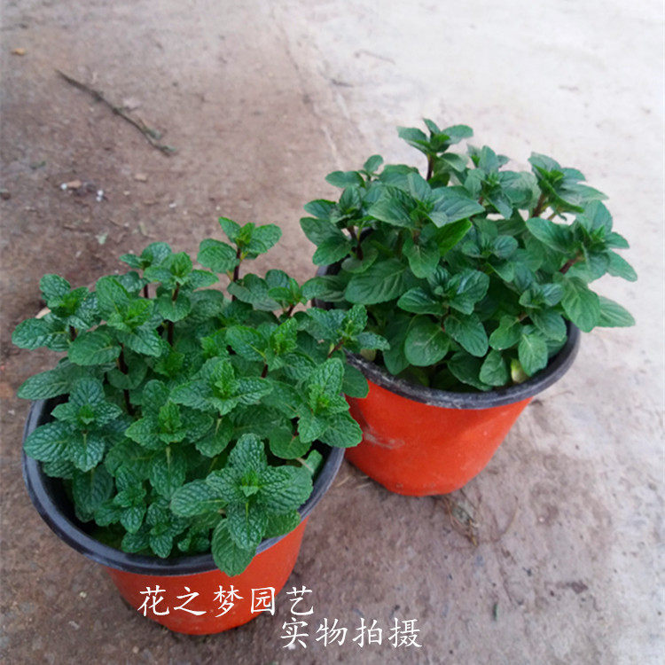 巧克力香草植物阳台薄荷盆栽香草图片