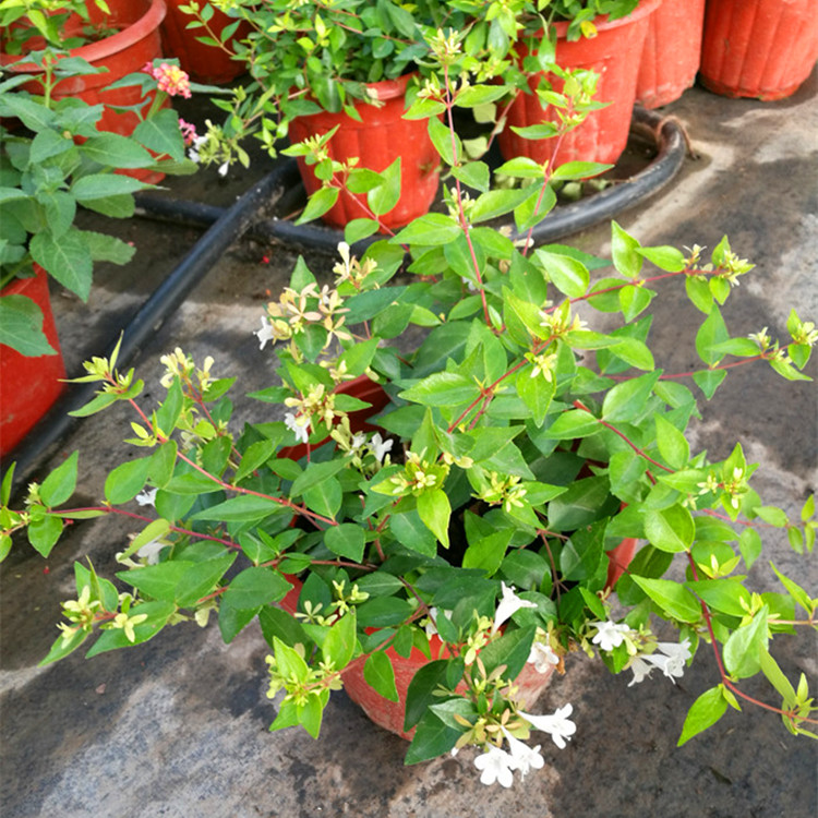 园林绿化阳台庭院植物木本植物