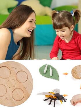 Montessori Wooden Animal Life Cycle Board Children Toys Teac