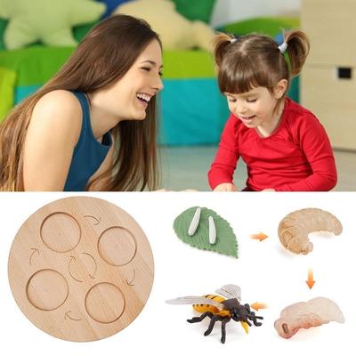 Montessori Wooden Animal Life Cycle Board Children Toys Teac