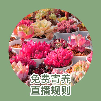 精品直播间 点击直达