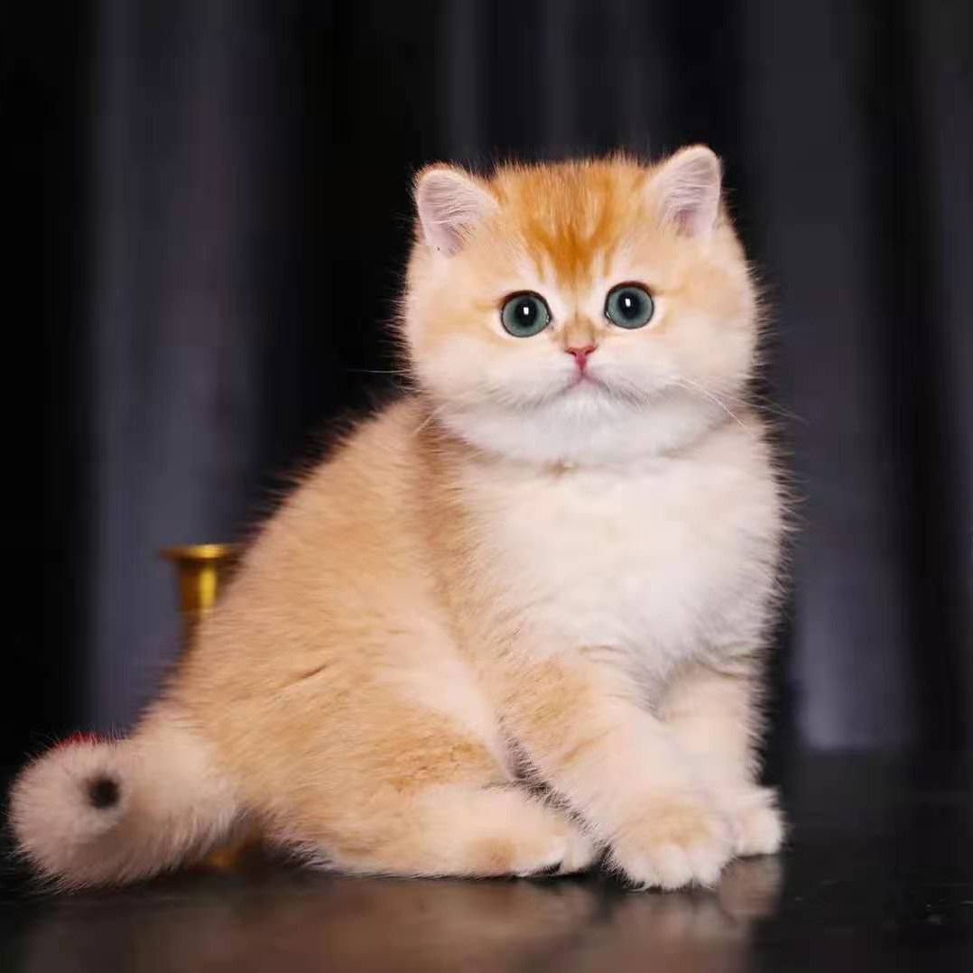 金渐层纯种英短幼猫活体英国短毛猫幼崽蓝金渐层金点银点宠物猫咪