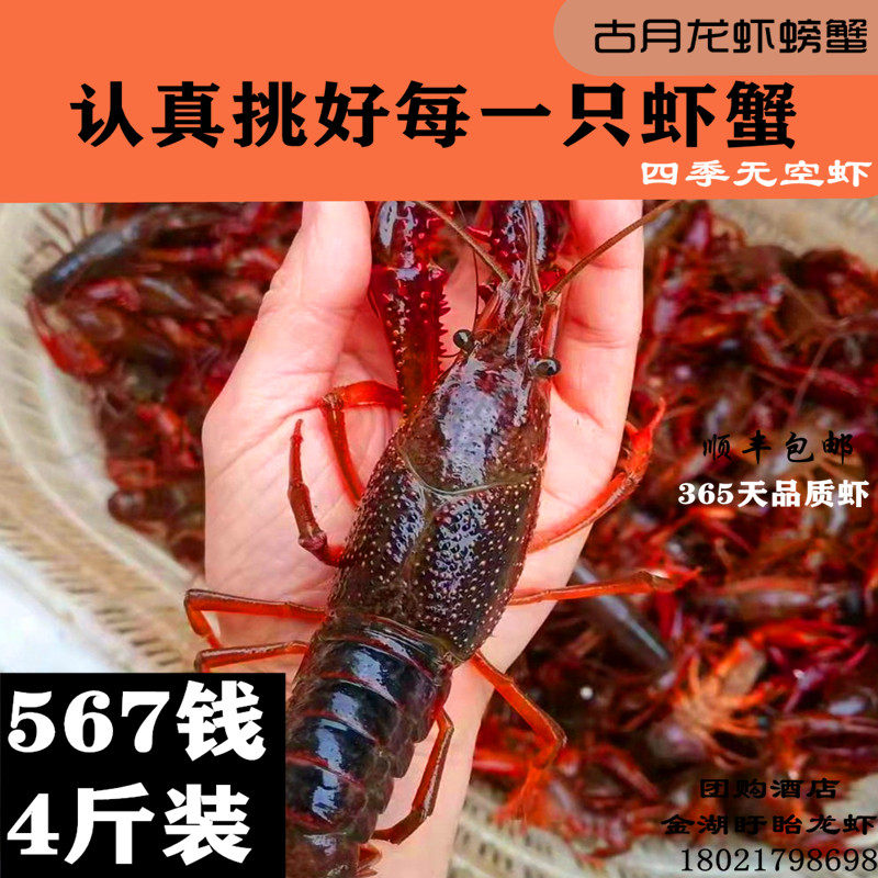 盱眙金湖洪泽清水活体大青虾红壳淡水567钱生鲜小龙虾鲜活水产4斤