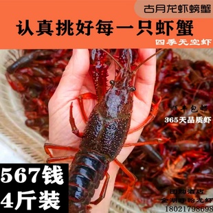 盱眙金湖洪泽清水活体大青虾红壳淡水567钱生鲜小龙虾鲜活水产4斤
