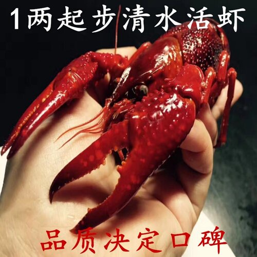 盱眙新鲜小龙虾鲜活满活体