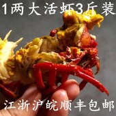 古月盱眙鲜活清水养殖超大活虾1两金湖小龙虾江浙沪皖3斤新鲜 包邮