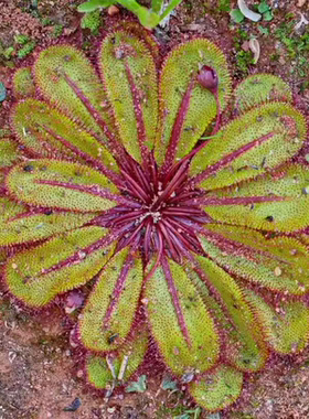 冠状球根茅膏菜-Drosera bulbosa ssp.coronata（莲座生长型）