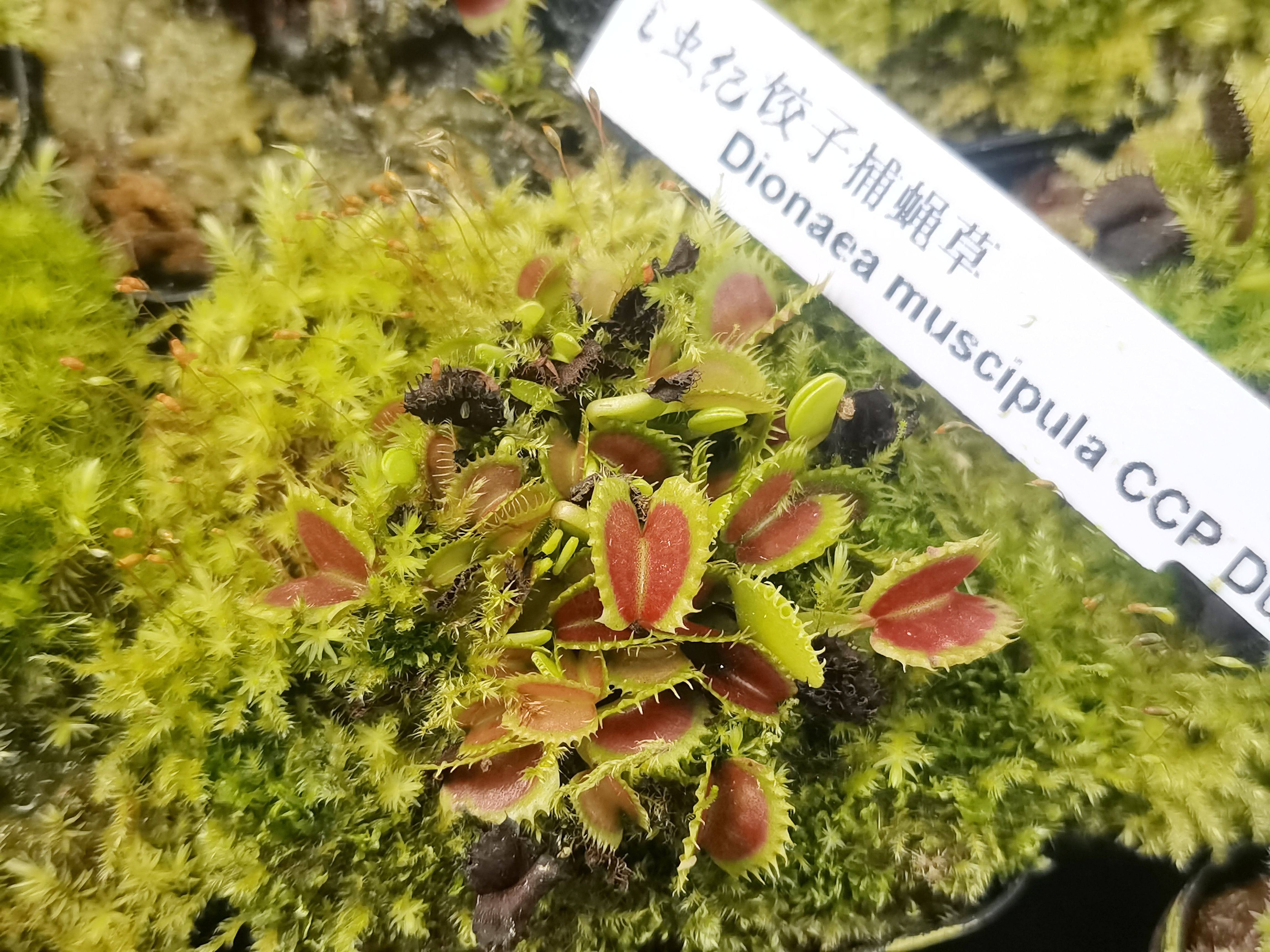 饺子捕蝇草  捕蝇草食虫草食人花绿植雨林缸造景食虫植物