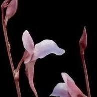 食虫植物-网纹狸藻 Utricularia aff. Reticulata 高级 稀有