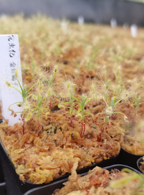 金丝蝎子迷你茅膏菜 大型微景观造景 食肉植物 猪笼草