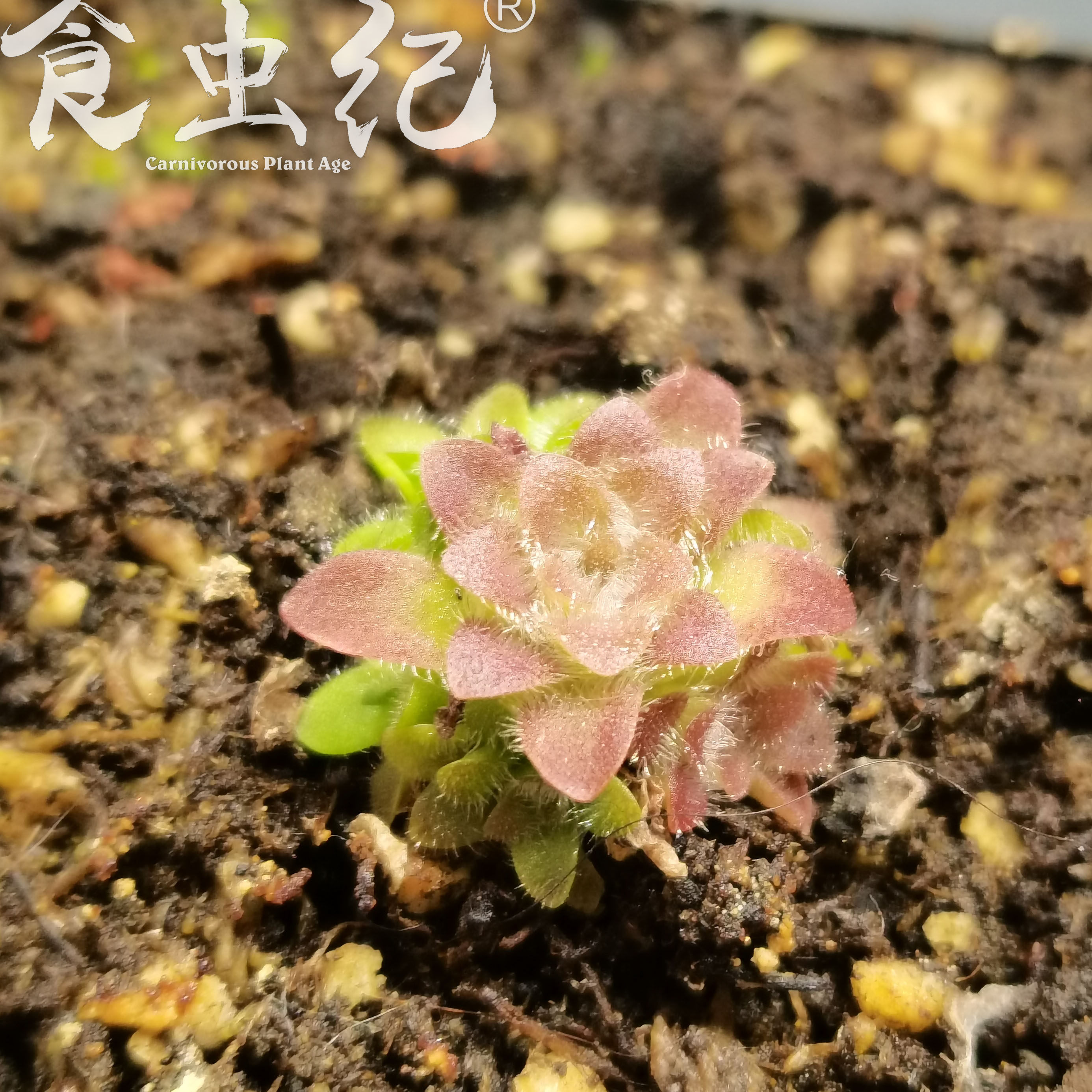 水晶捕虫堇多肉食虫植物食人花捕蝇草驱蚊草卧室喜阴花卉新手盆栽