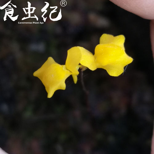 尖叶狸藻小白兔造景水养水生花卉