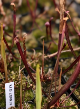 红管黄瓶子草 Sarracenia 造景缸养ins风食虫纪植物