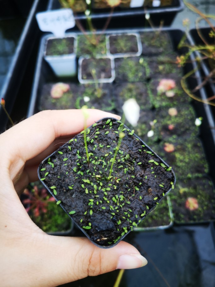 利维达食虫植物狸藻食虫植物