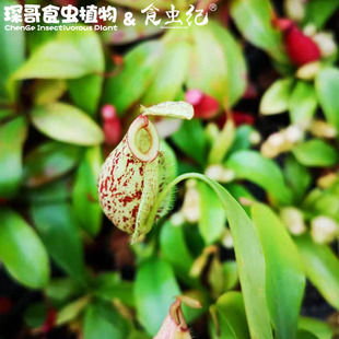 虎克猪笼草 促销 食虫纪植物花盆栽卧室花卉含羞草室内礼物 捕蝇
