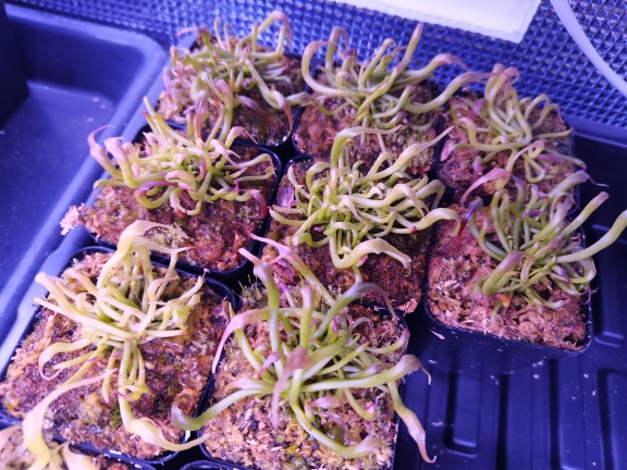 眼镜蛇瓶子草食虫植物特色高端食人花捕虫草捕虫花食蝇草