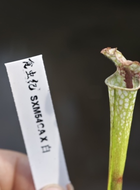 SXM54CA x 白瓶子草优秀种子实生选手 食虫植物 奇异  捕蝇草