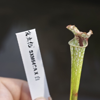 SXM54CA x 白瓶子草优秀种子实生选手 食虫植物 奇异  捕蝇草
