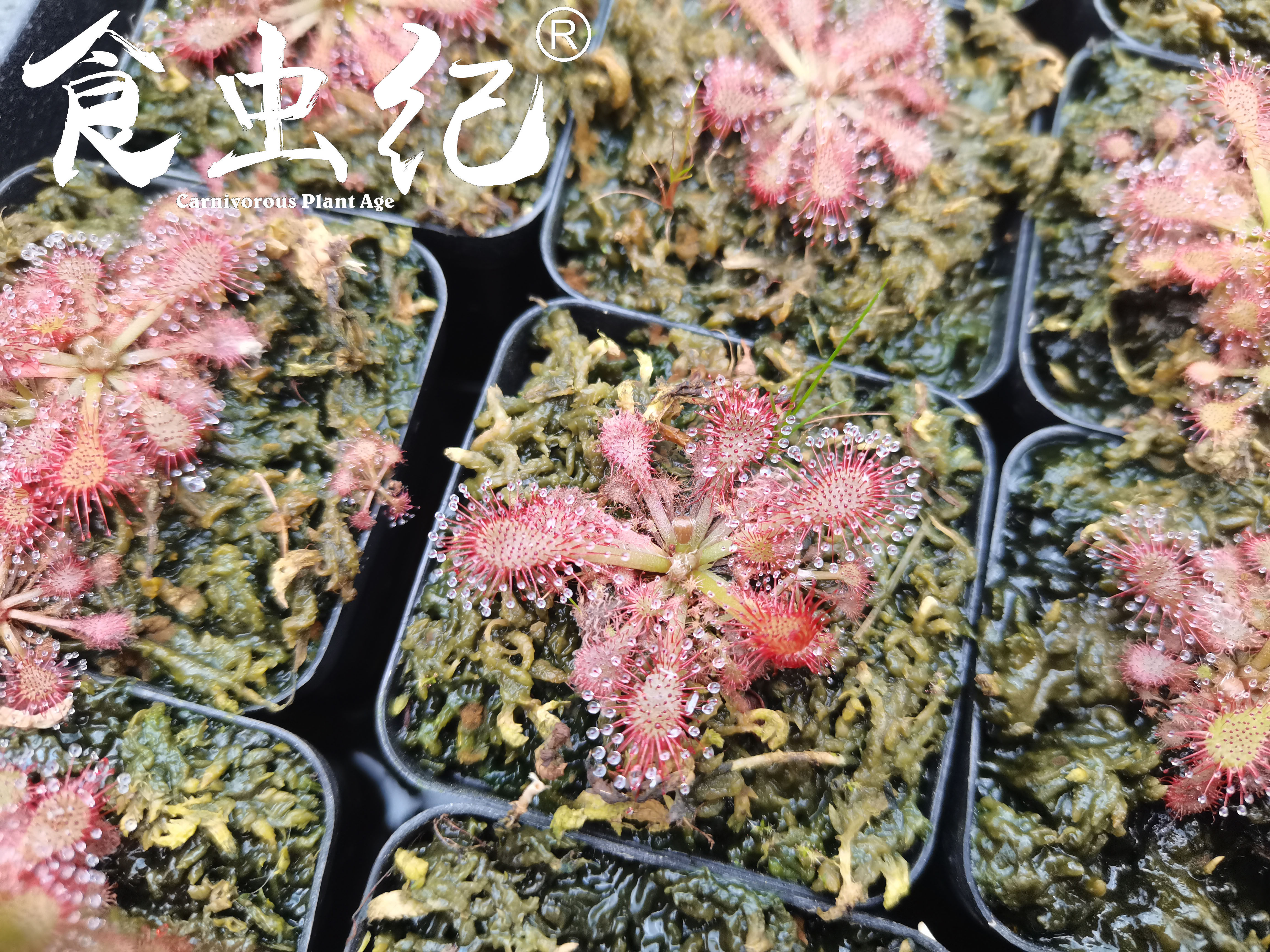 长柱茅膏菜 室内食虫植物盆栽毛毡苔食虫草蝇微景观花卉毛膏菜