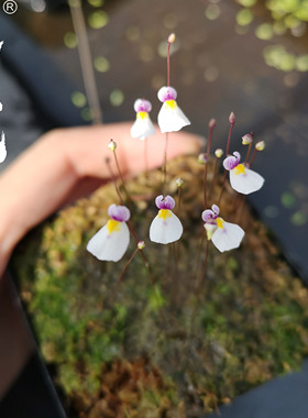 海妖女狸藻Utricularia parthenopipes 捕蝇草茅膏菜桌面小盆栽