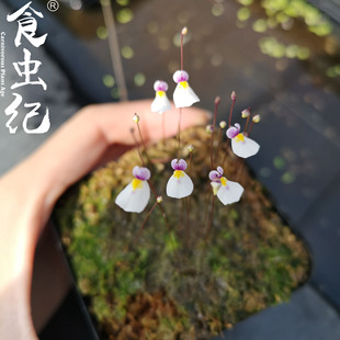 海妖女狸藻Utricularia parthenopipes 捕蝇草茅膏菜桌面小盆栽