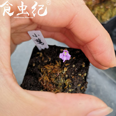 新客减小萼狸藻 双岔 双鳞片荷叶食虫植物盆栽桌面室内耐阴食人花