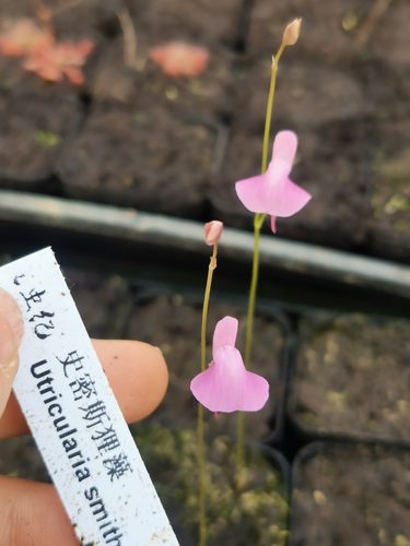 史密斯狸藻 高端稀少食虫植物