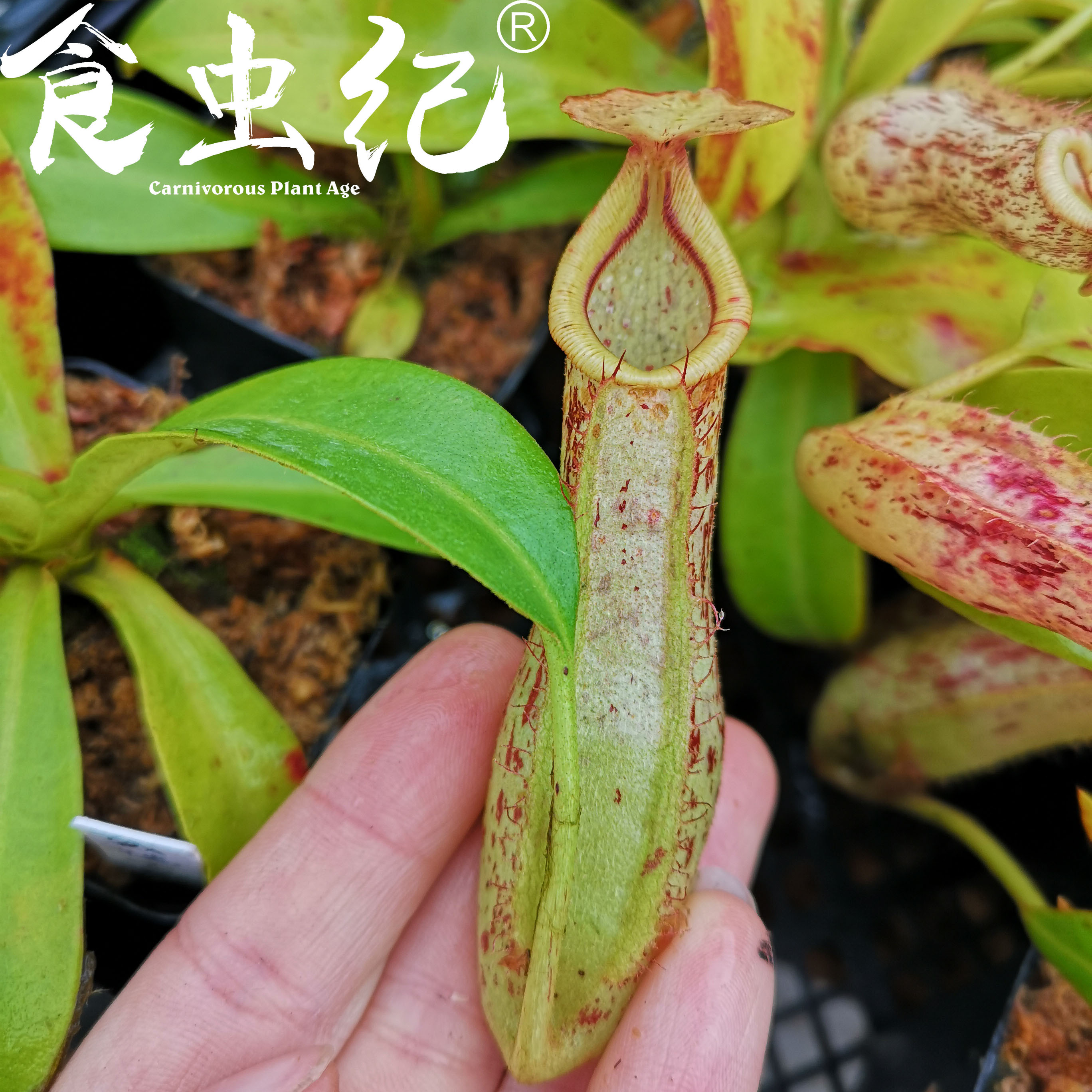 黛瑞安娜猪笼草  食虫植物盆栽食人花扑捕苍蝇大型超大驱蚊