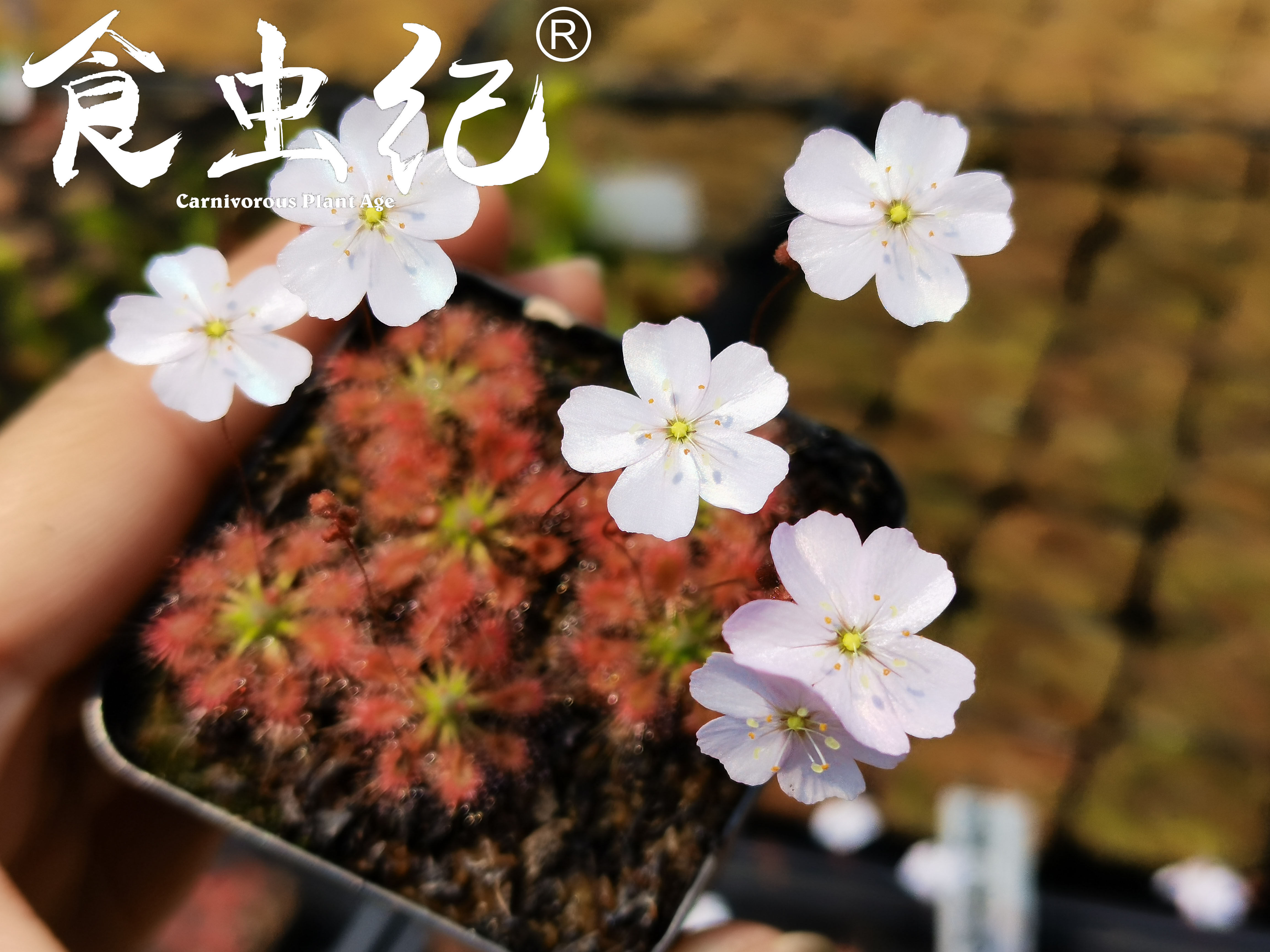 曼妮交奥米莎迷你茅膏菜 食虫植物盆栽小花卉冬芽微景观生态瓶,鲜花速递/花卉仿真/绿植园艺,食虫植物,淘宝优惠券,粉丝福利购,淘宝优惠卷