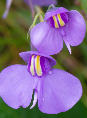 大肾叶狸藻—Utricularia  reniformis（兰花狸藻组—附生）