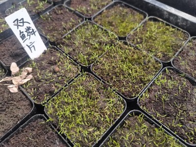 双鳞片狸藻藻苔藓雨林缸微景观办公室水培食虫植物盆栽挖耳草