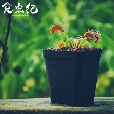 食虫植物花盆盆栽塑料方盆