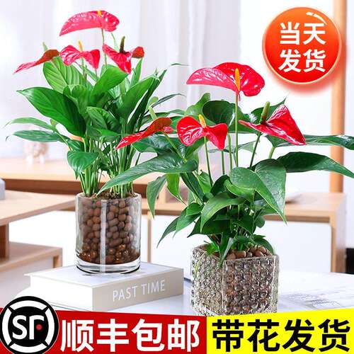 水养水培植物红掌盆栽带花特级大叶大花白掌一帆风顺鸿运当头绿植