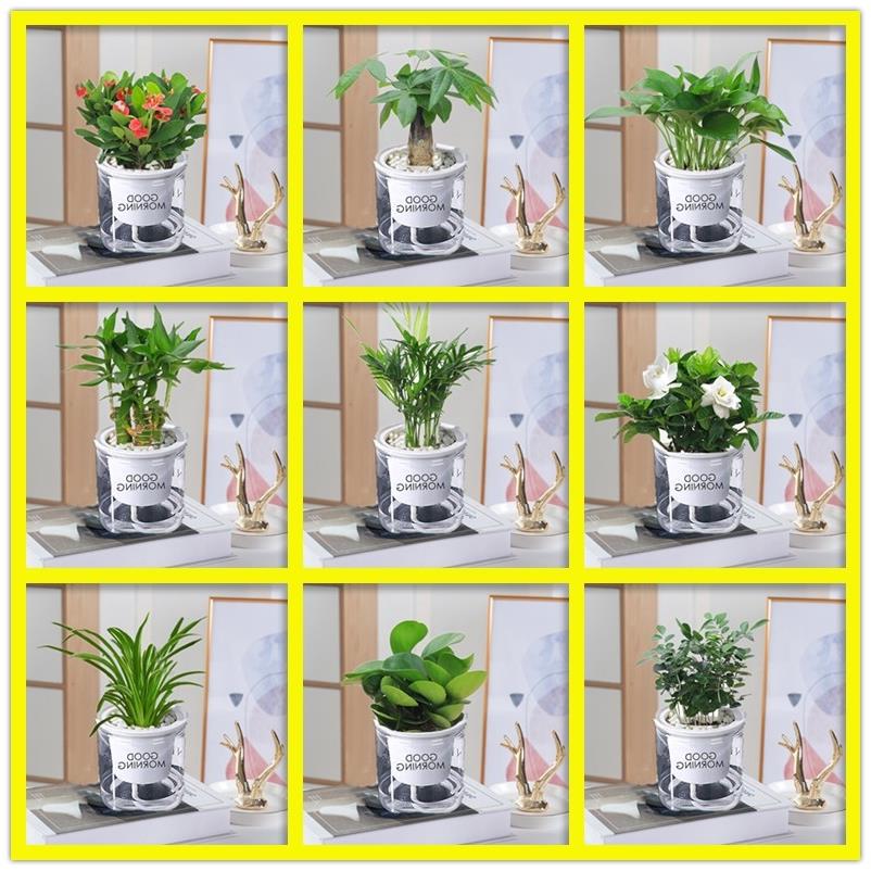 绿箩芦荟栀子花卉绿植水培室内小盆栽植物发财树富贵文竹多肉植物