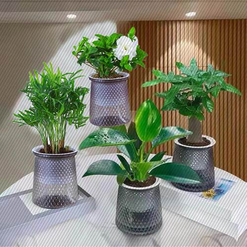 花伴水水培绿植四件套家居发财树栀子花富贵椰子金钻盆栽懒人绿植