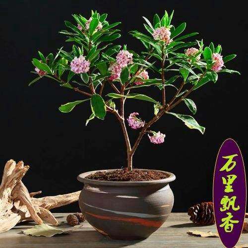 金边瑞香栽桩浓花香花型卉老植物室客厅盆冬季耐内寒好养不断